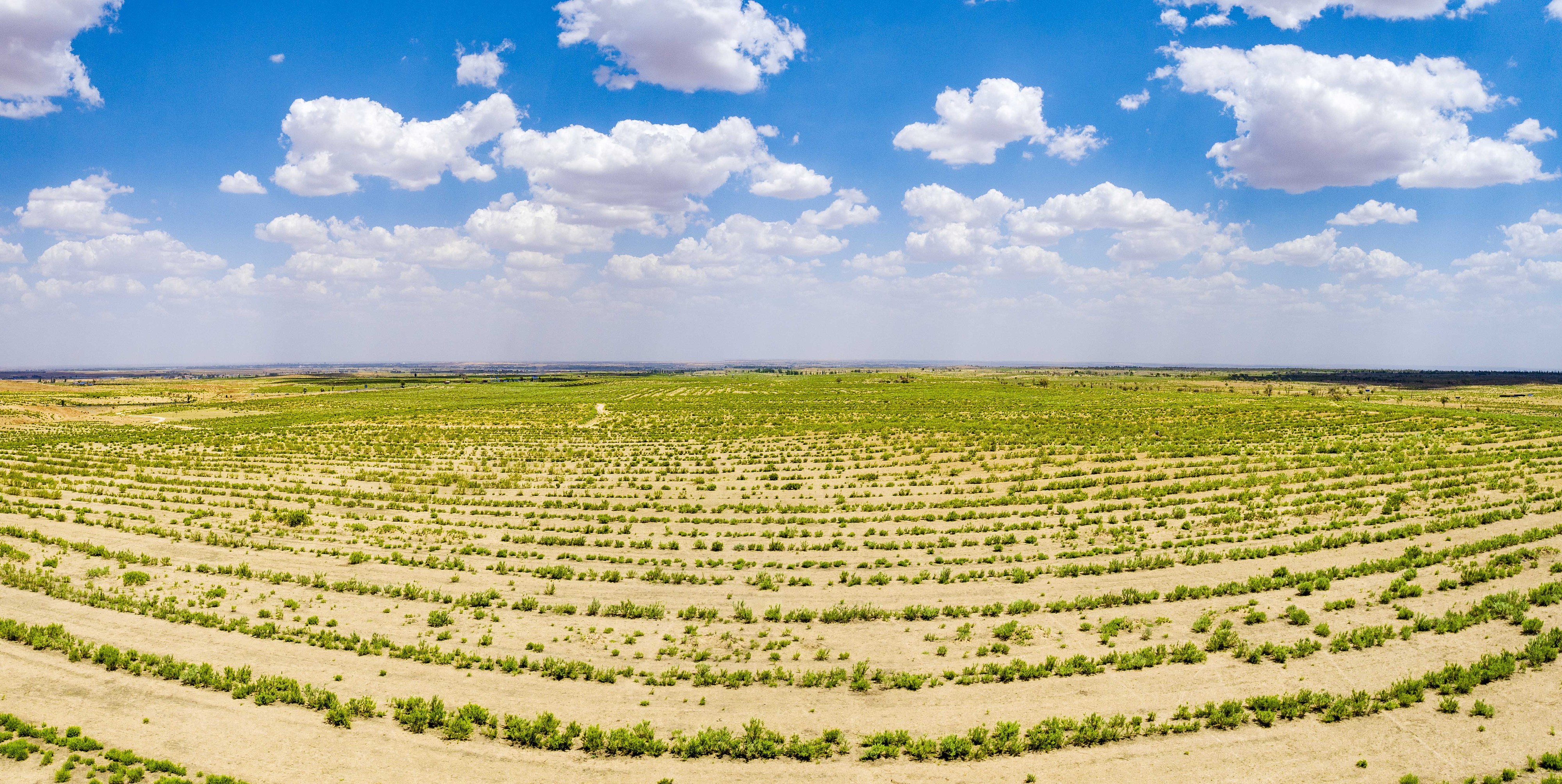 2023年6月7日，內(nèi)蒙古鄂爾多斯，毛烏素沙漠。